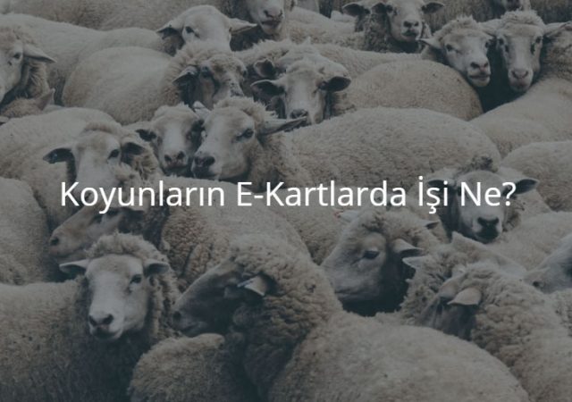 Kurban bayramı mesajları e kart